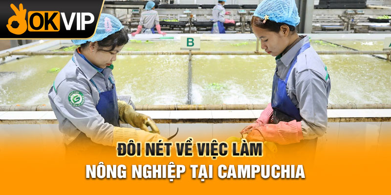 Đôi nét về việc làm nông nghiệp tại campuchia